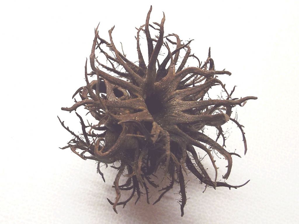 In una via milanese:  Corylus colurna (Betulaceae)