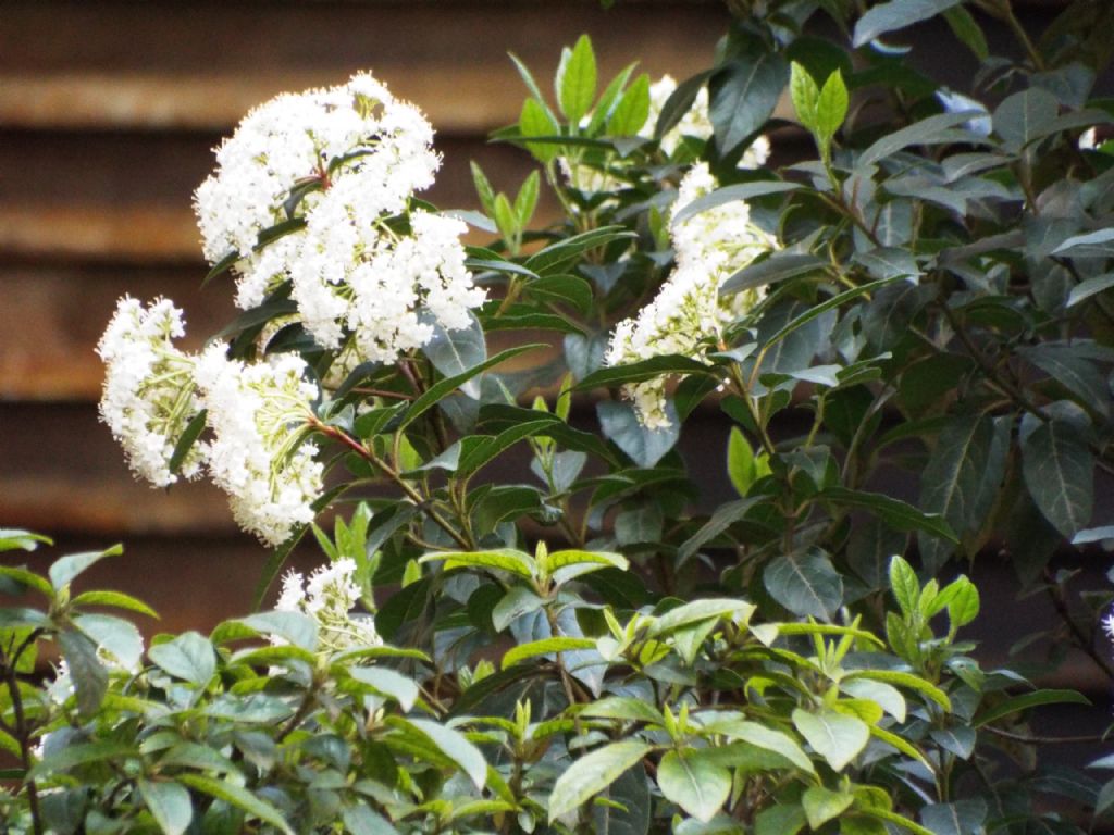 Viburnum tinus 