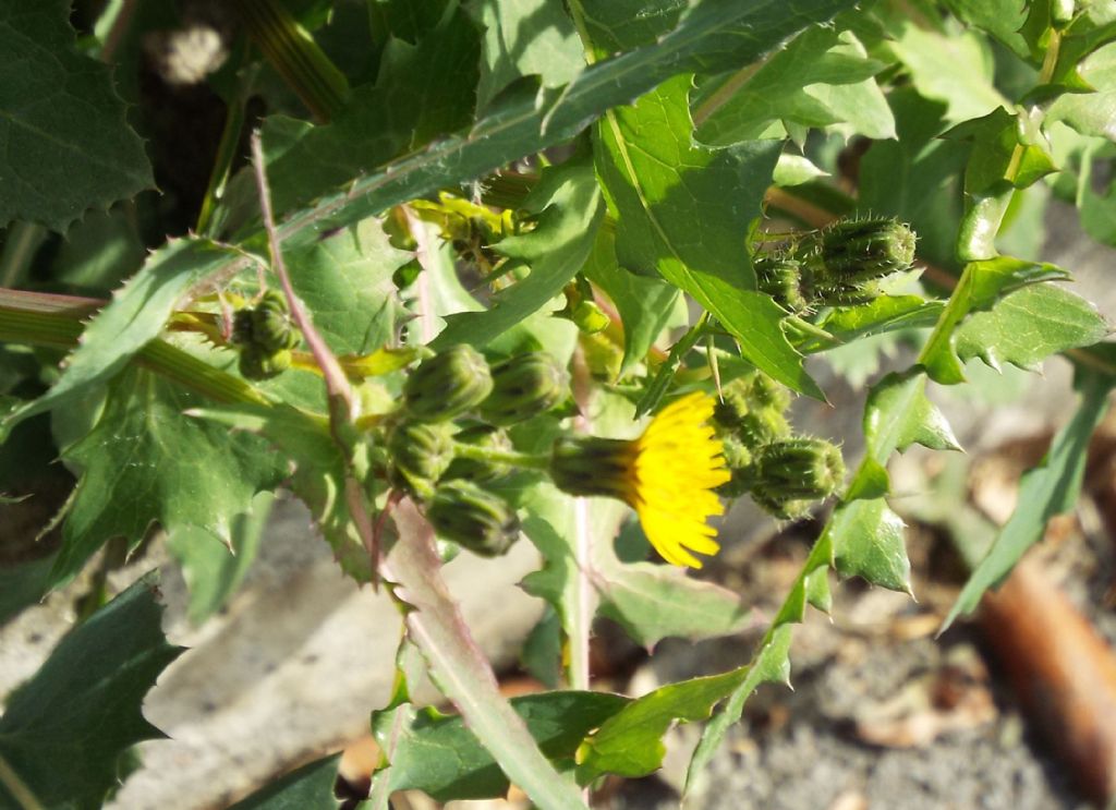 Sonchus oleraceus / Grespino comune