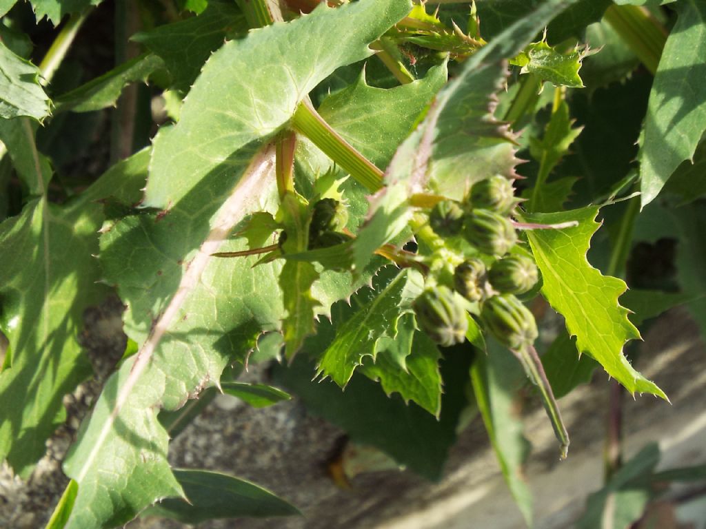 Sonchus oleraceus / Grespino comune