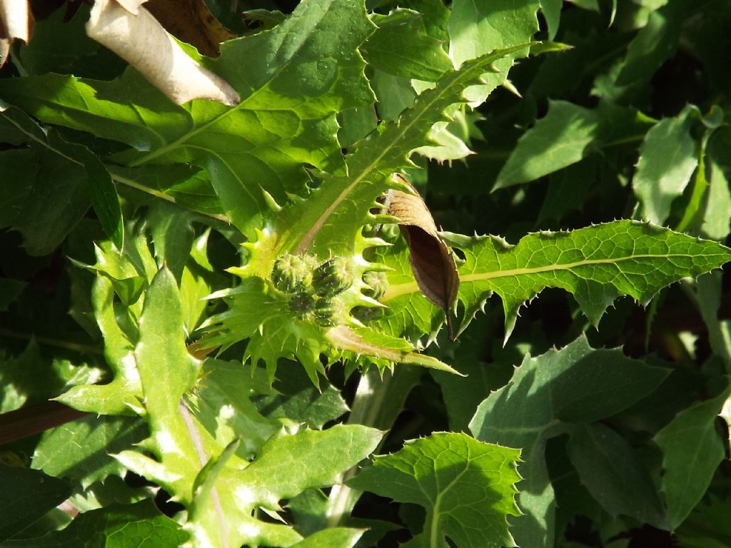 Sonchus oleraceus / Grespino comune