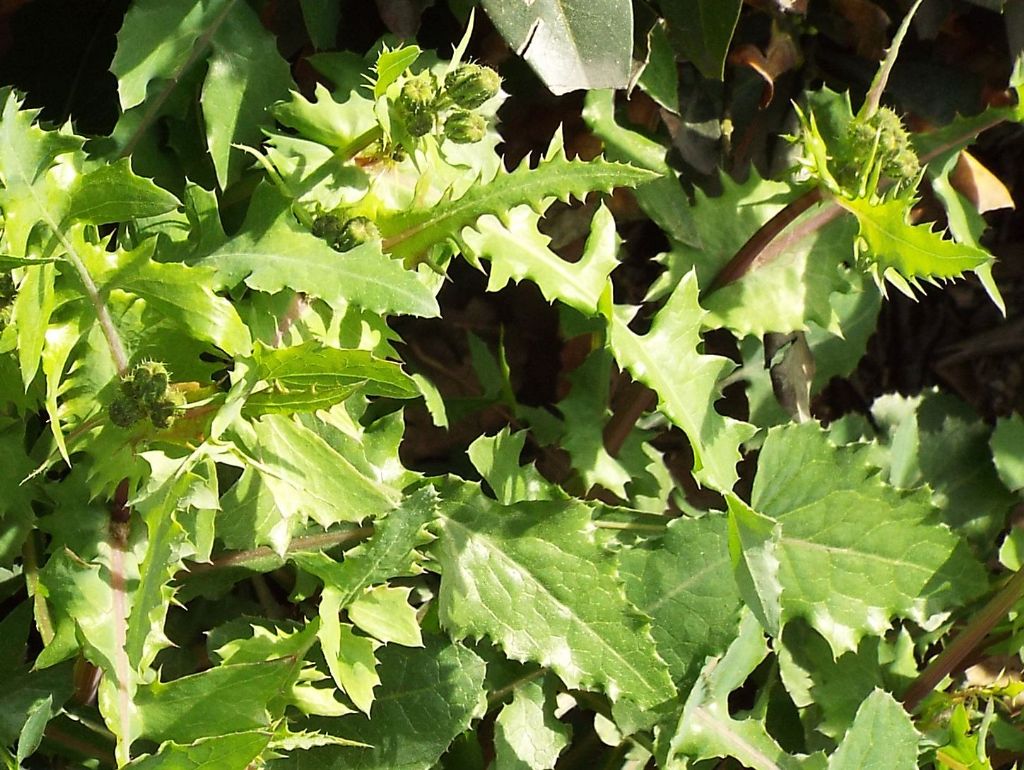 Sonchus oleraceus / Grespino comune