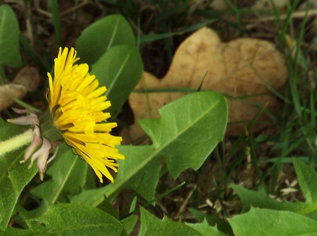 Taraxacum ?...sp.