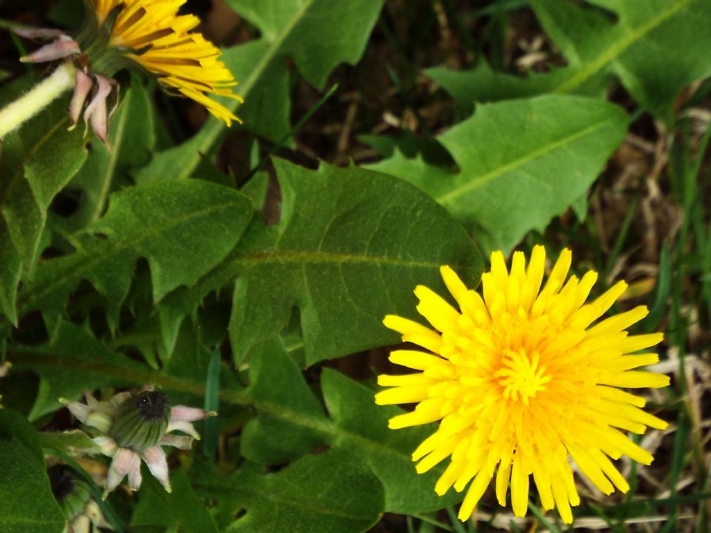 Taraxacum ?...sp.
