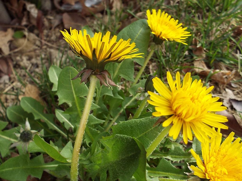 Taraxacum ?...sp.
