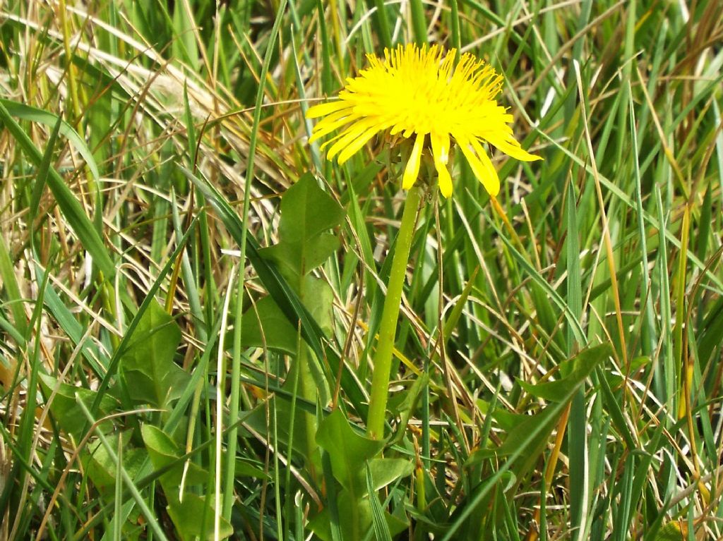 Taraxacum ?...sp.