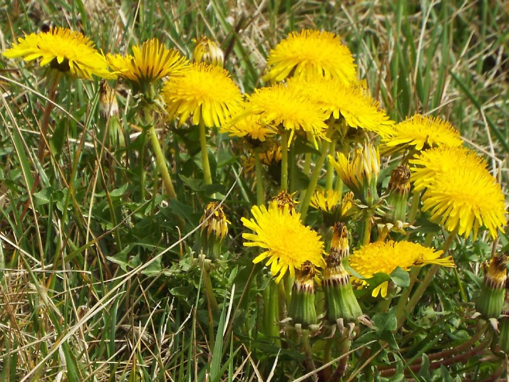 Taraxacum ?...sp.