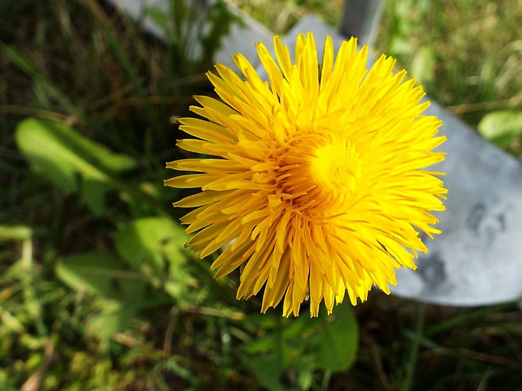 Taraxacum ?...sp.