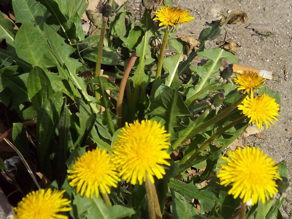 Taraxacum ?...sp.