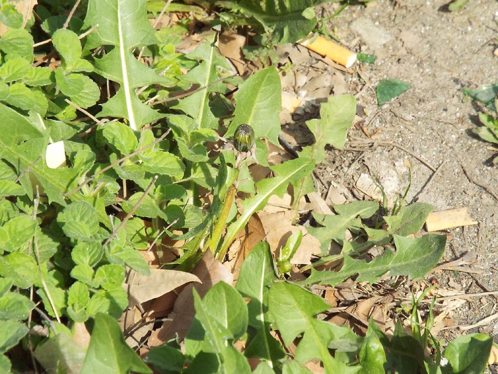 Taraxacum ?...sp.