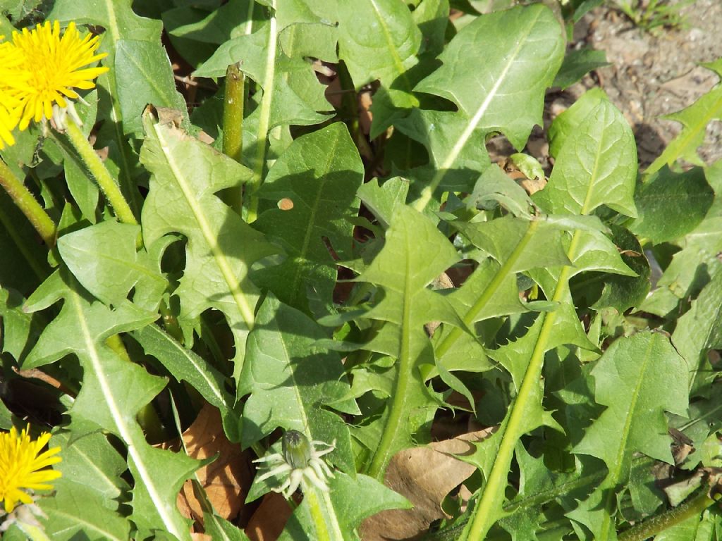 Taraxacum ?...sp.