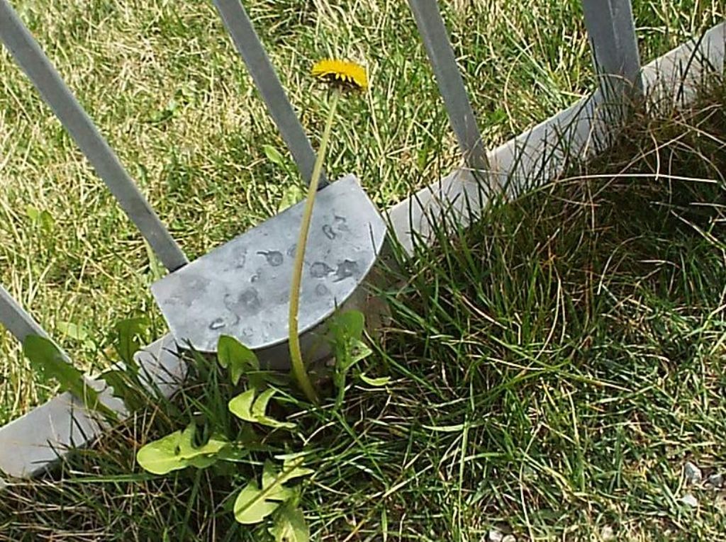 Taraxacum ?...sp.