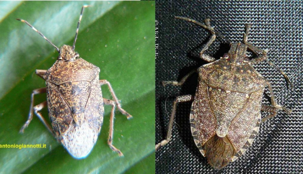 Pentatomidae: Halyomorpha halys, cimice asiatica?  No !  Raphigaster nebulosa