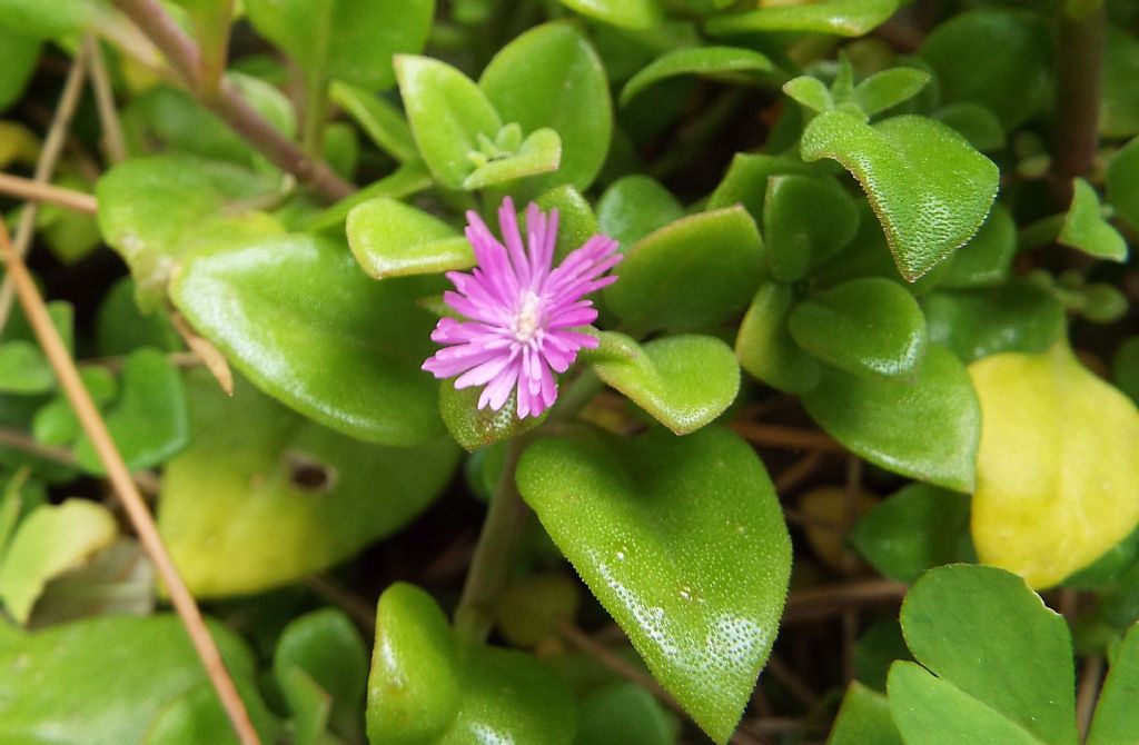 Crassulacea?  No,  Mesembryanthemum cordifolium (Aizoaceae)