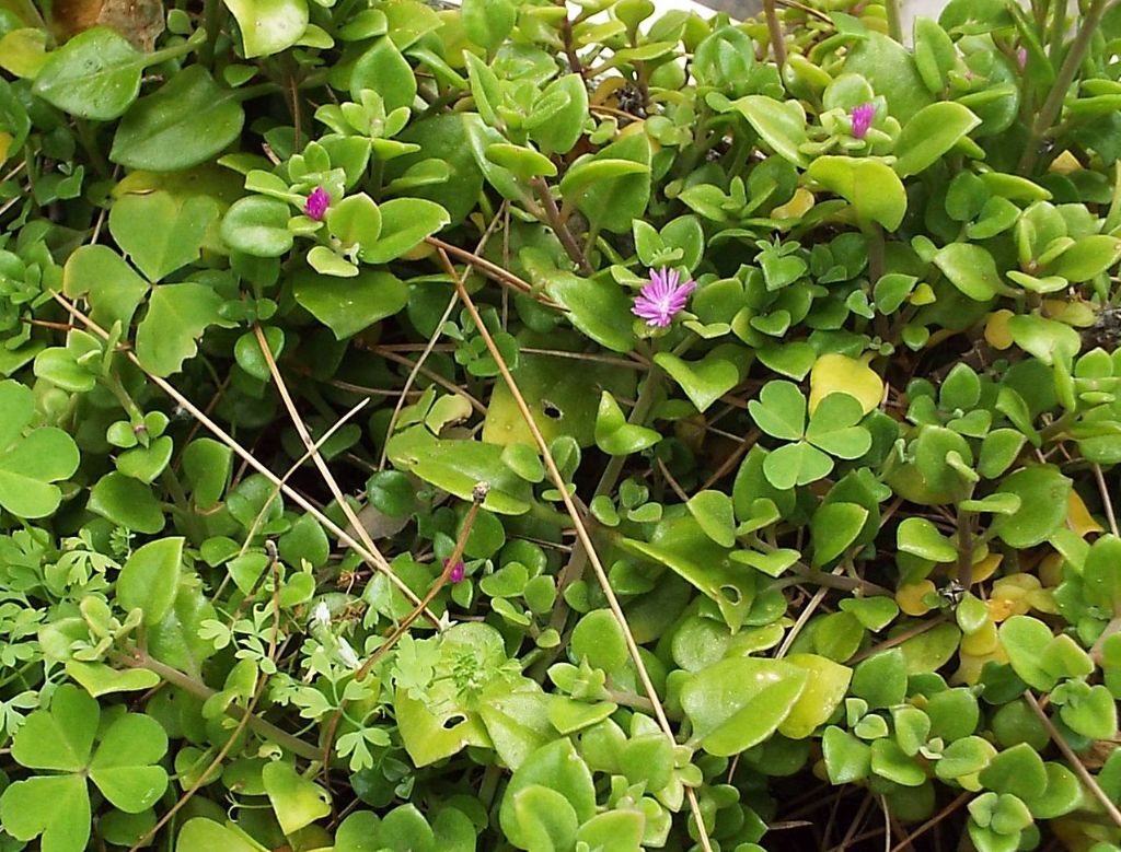 Crassulacea?  No,  Mesembryanthemum cordifolium (Aizoaceae)