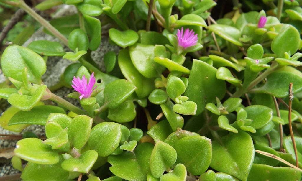 Crassulacea?  No,  Mesembryanthemum cordifolium (Aizoaceae)