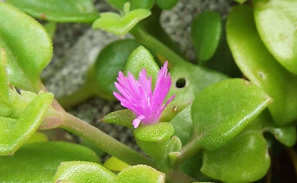 Crassulacea?  No,  Mesembryanthemum cordifolium (Aizoaceae)