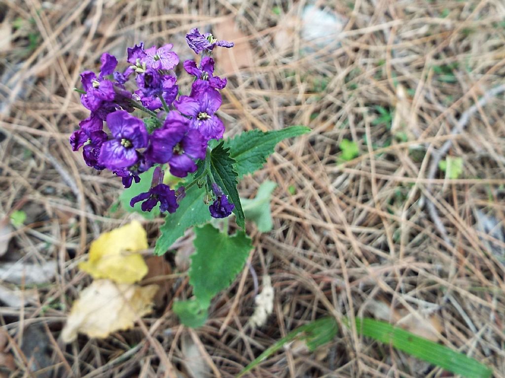 Lunaria annua (Brassicaceae)