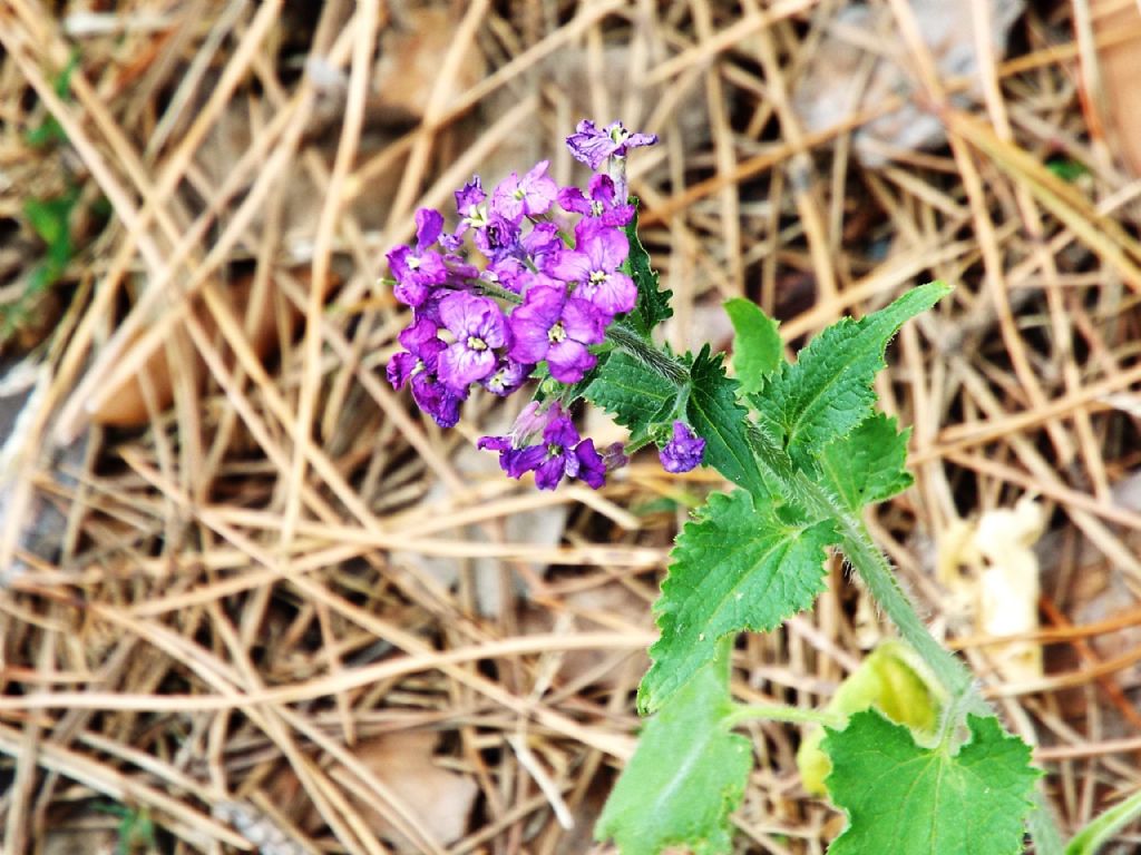 Lunaria annua (Brassicaceae)