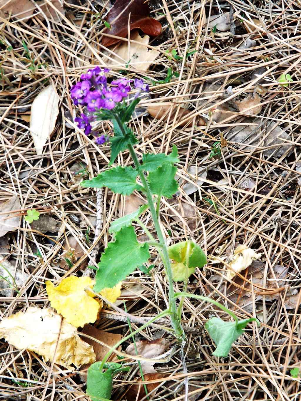 Lunaria annua (Brassicaceae)