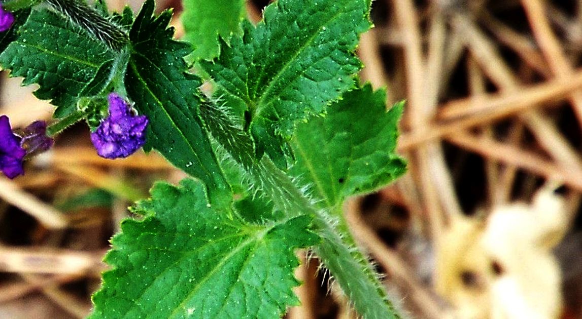 Lunaria annua (Brassicaceae)