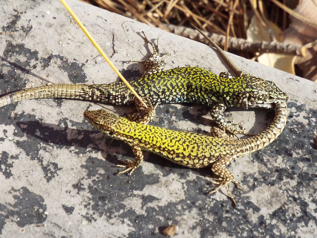 Accoppiamento tra lucertole:  Podarcis muralis nigriventris