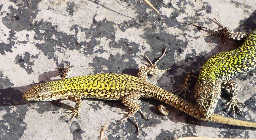 Accoppiamento tra lucertole:  Podarcis muralis nigriventris