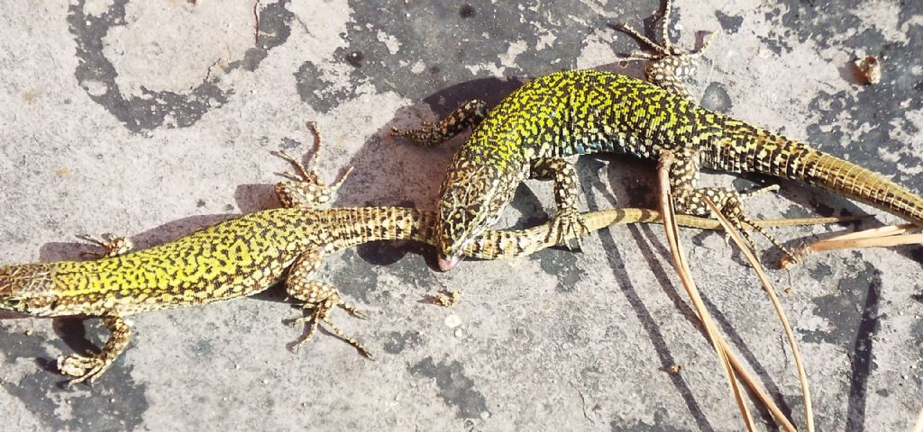 Accoppiamento tra lucertole:  Podarcis muralis nigriventris