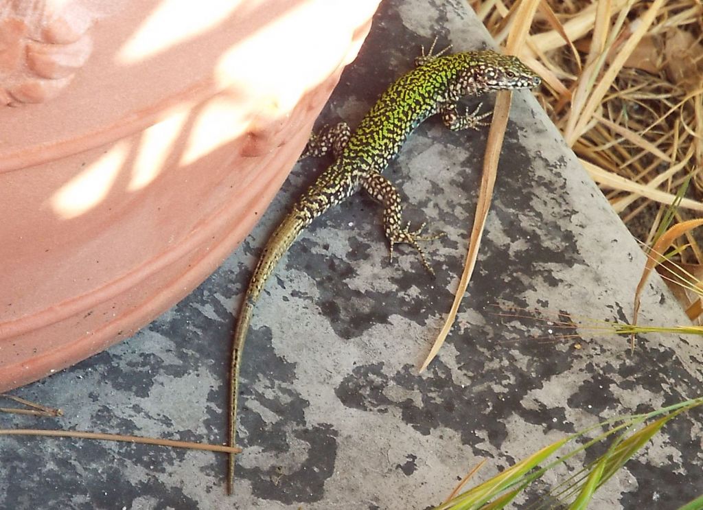 Accoppiamento tra lucertole:  Podarcis muralis nigriventris