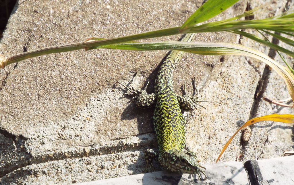 Accoppiamento tra lucertole:  Podarcis muralis nigriventris