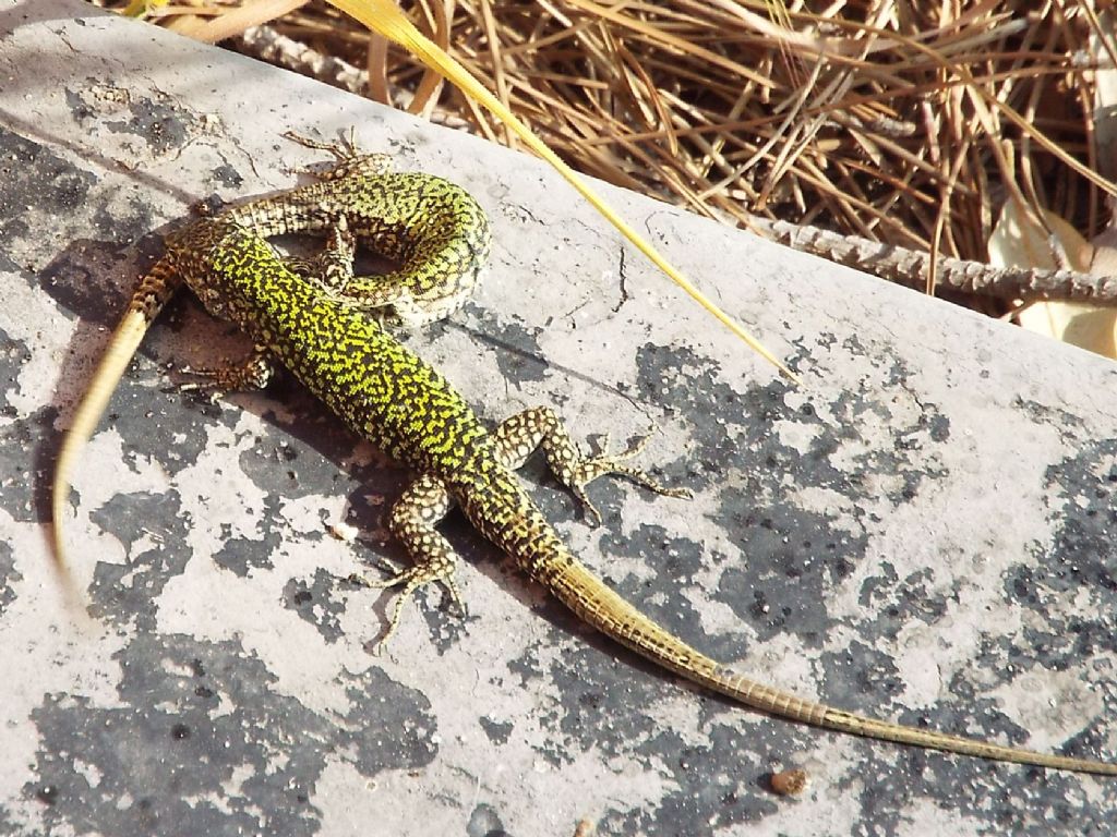 Accoppiamento tra lucertole:  Podarcis muralis nigriventris