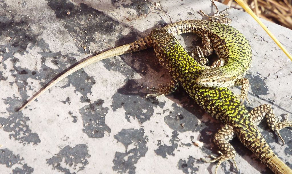 Accoppiamento tra lucertole:  Podarcis muralis nigriventris