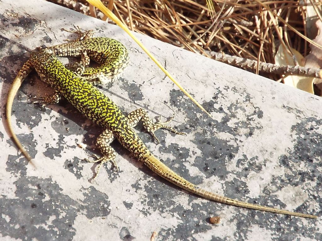 Accoppiamento tra lucertole:  Podarcis muralis nigriventris