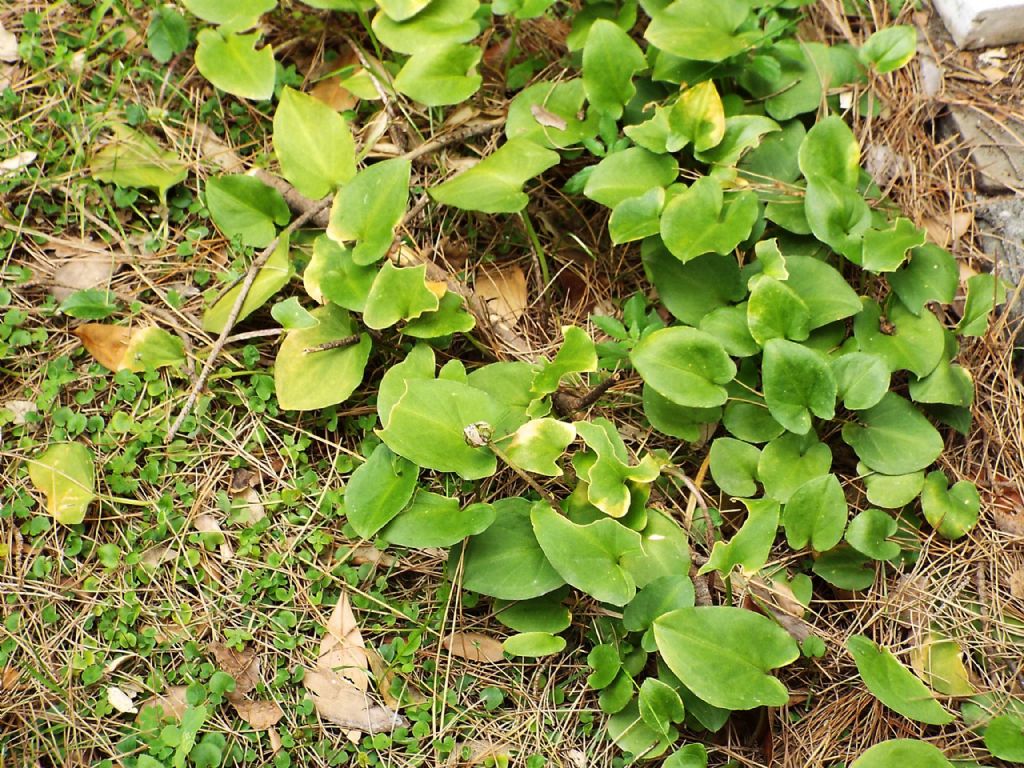 Arisarum vulgare (Alismatales  - Araceae)