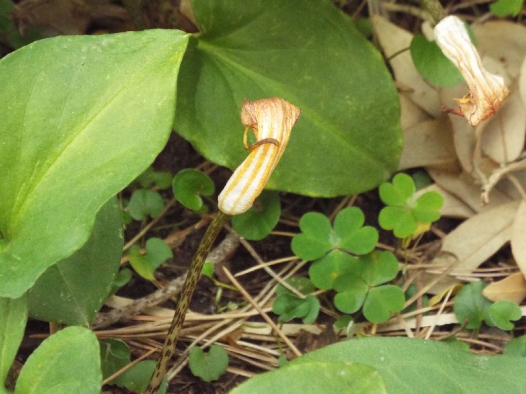 Arisarum vulgare (Alismatales  - Araceae)