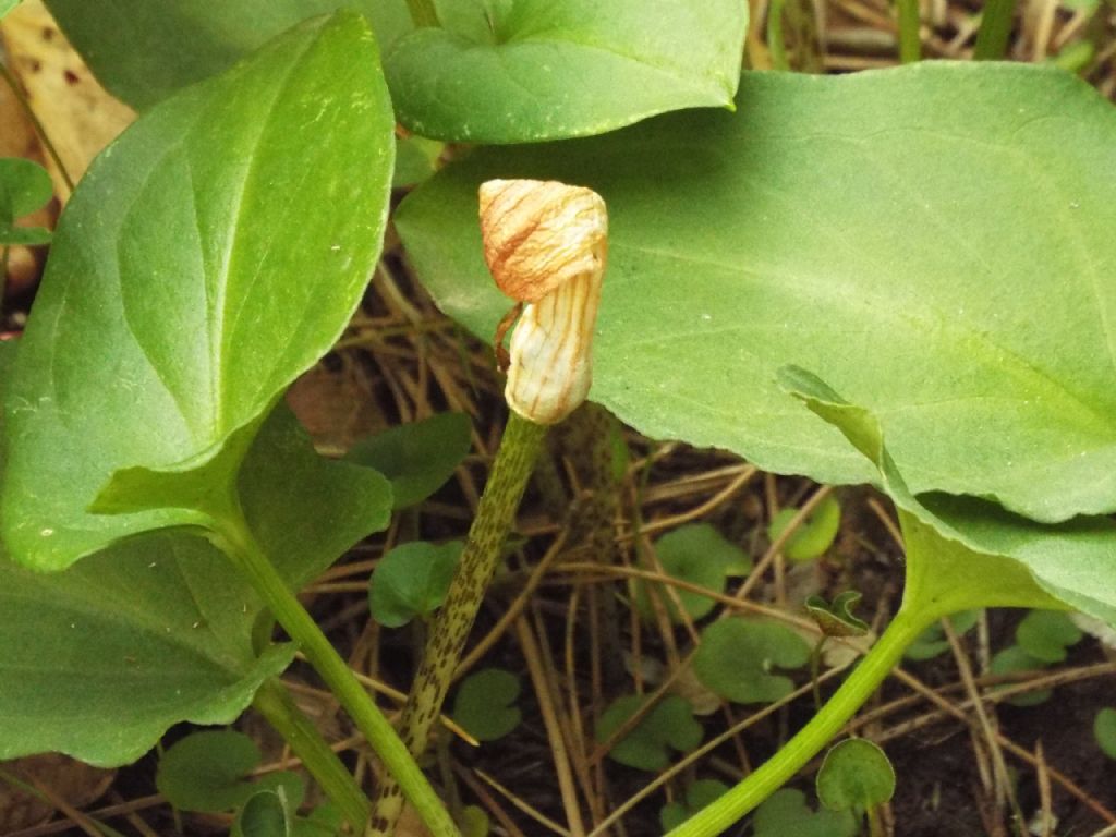Arisarum vulgare (Alismatales  - Araceae)