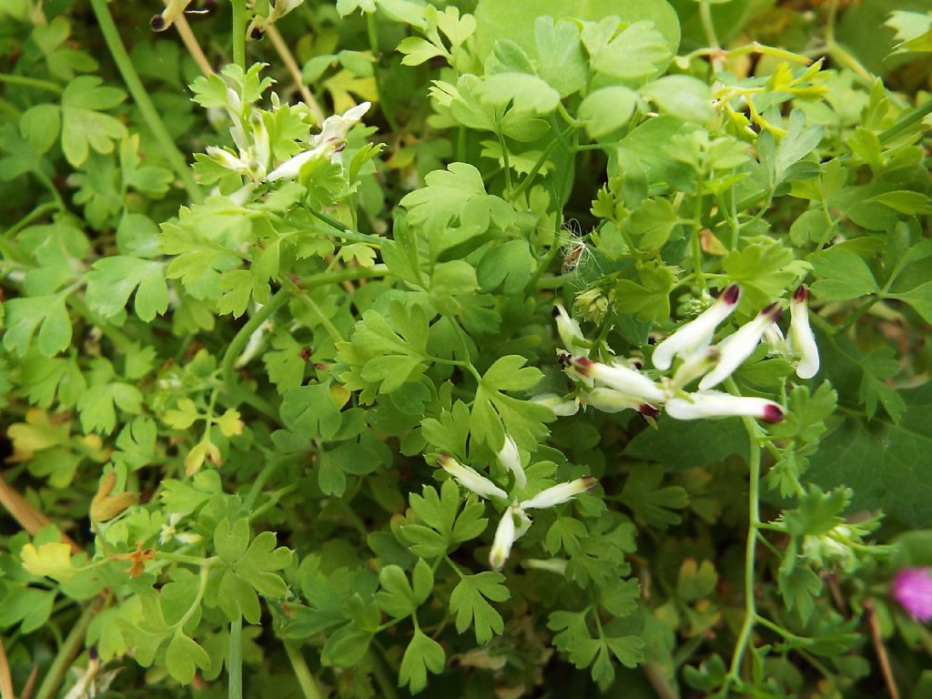 Quale Fumaria?  Fumaria capreolata (Ranunculales - Papaveraceae)