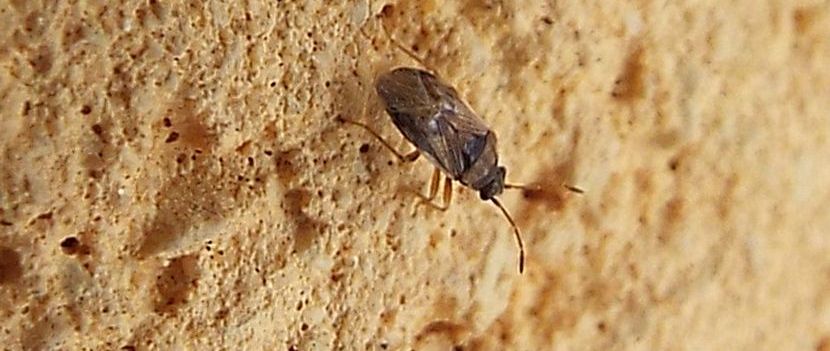 Lygaeidae: Hyalochilus ovatulus