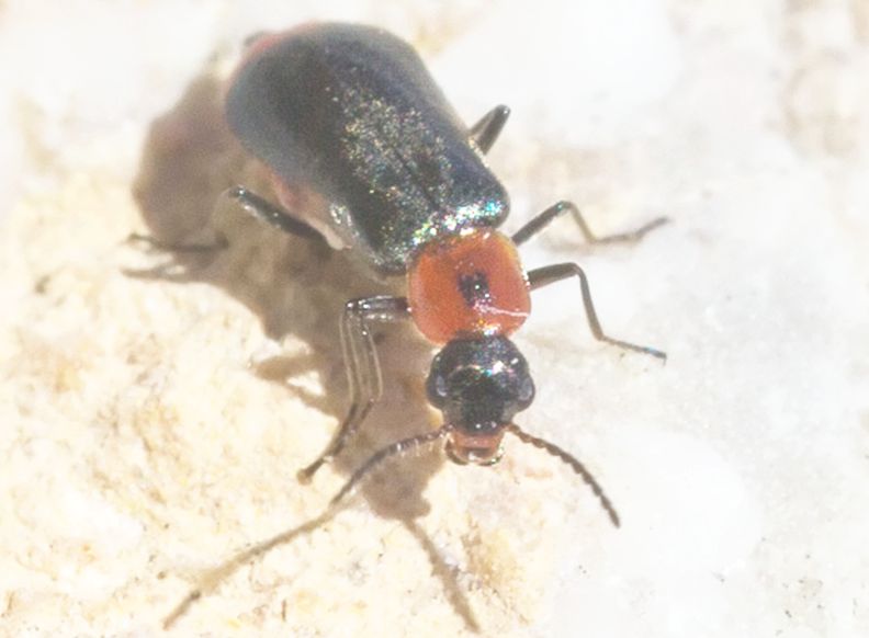 Malachiidae:  Attalus minimus ?  S  !