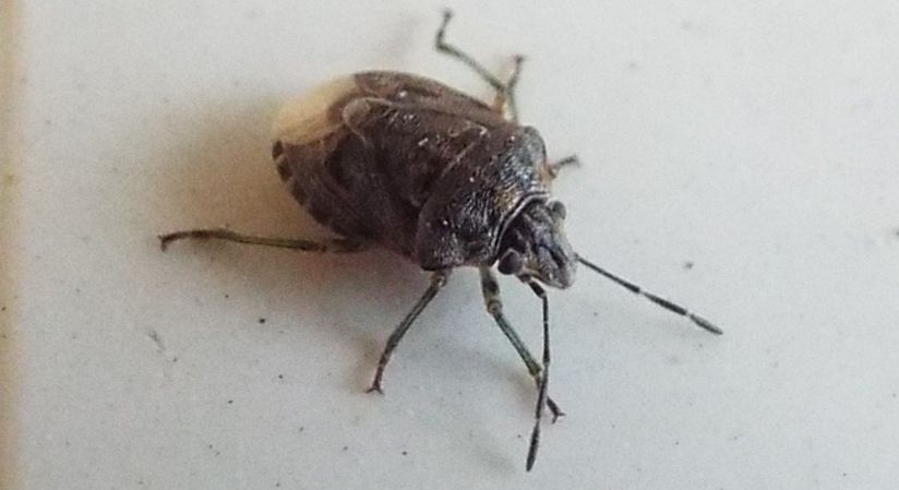 Pentatomidae: Holcogaster fibulata