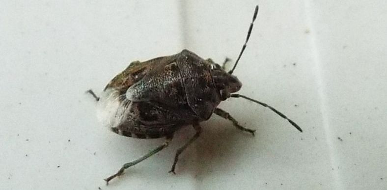 Pentatomidae: Holcogaster fibulata