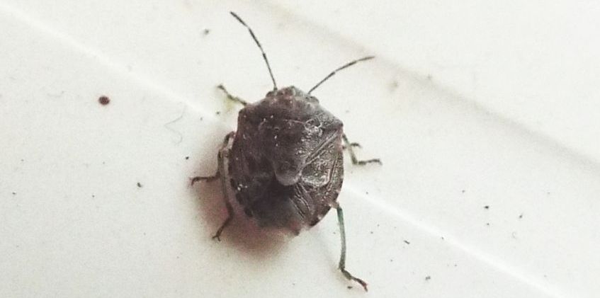 Pentatomidae: Holcogaster fibulata