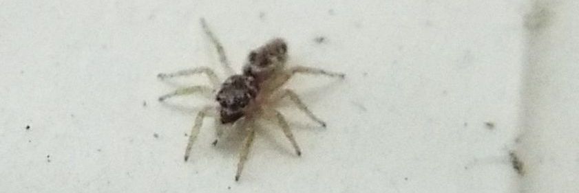 Salticus sp. - Cavi  di Lavagna (GE)