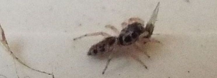 Salticus sp. - Cavi  di Lavagna (GE)