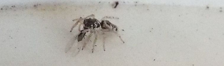 Salticus sp. - Cavi  di Lavagna (GE)