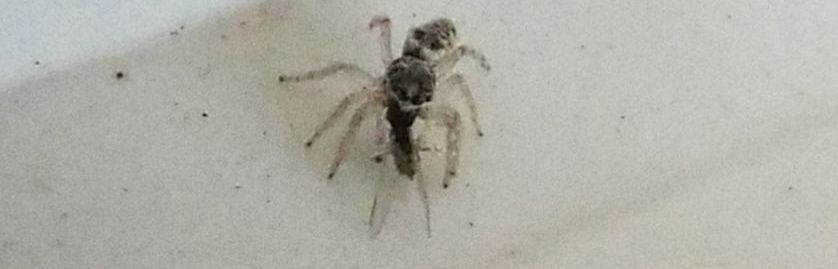 Salticus sp. - Cavi  di Lavagna (GE)