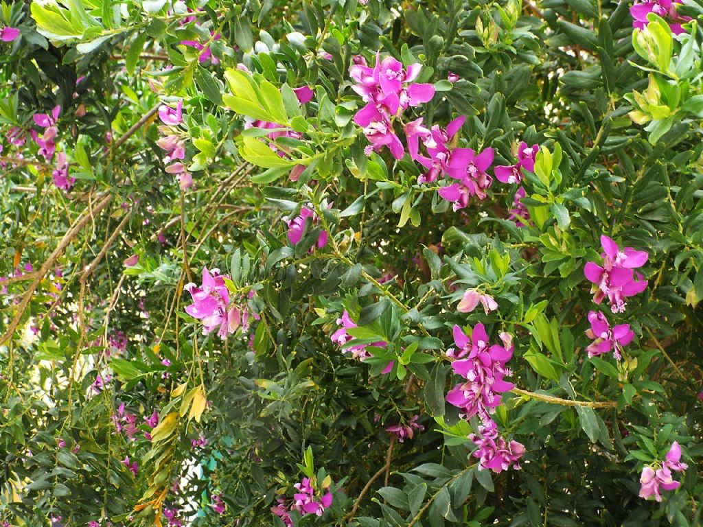Polygala myrtifolia (Polygalaceae)