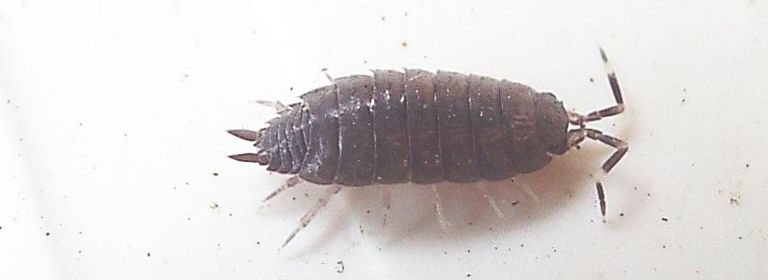 Isopoda Porcellionidae: Porcellionides pruinosus