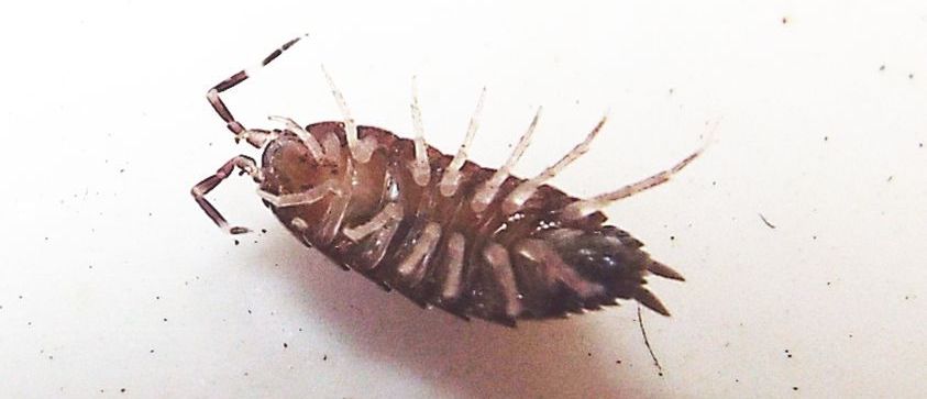 Isopoda Porcellionidae: Porcellionides pruinosus