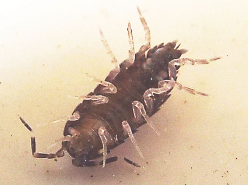 Isopoda Porcellionidae: Porcellionides pruinosus